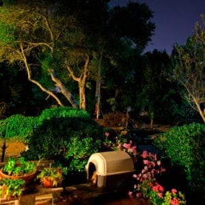 garden by night