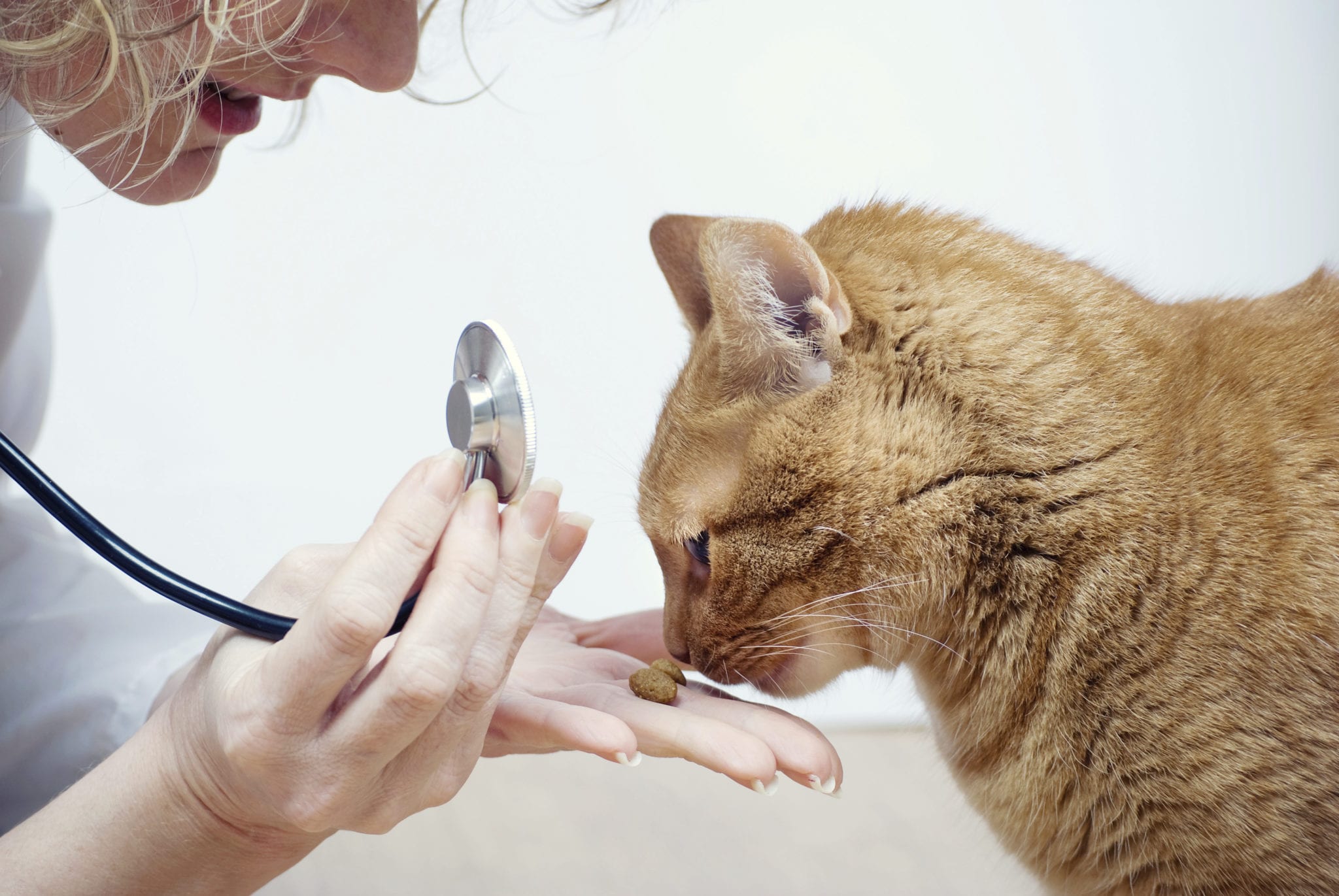 pols spion tv The Importance of Establishing a Baseline to Maintain Pet Health | Schertz  Animal Hospital Blog