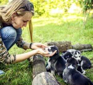 Pretty Little Husky Puppy Outdoor In Womans Hands