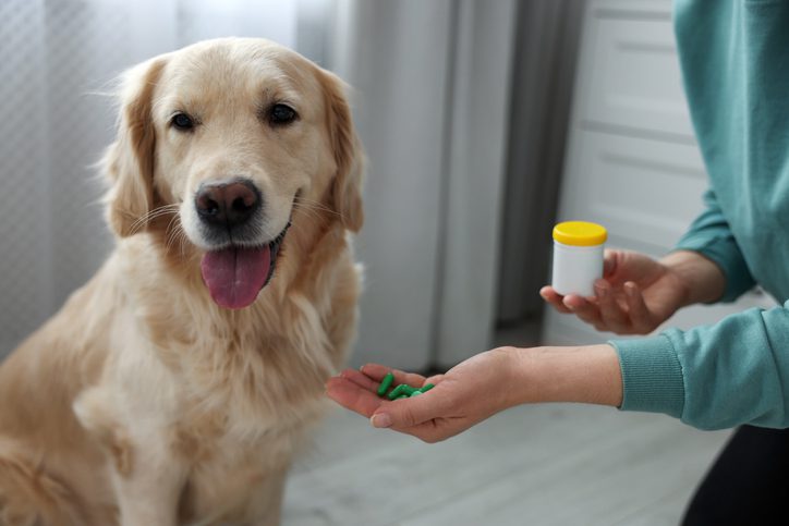 help pet take medication