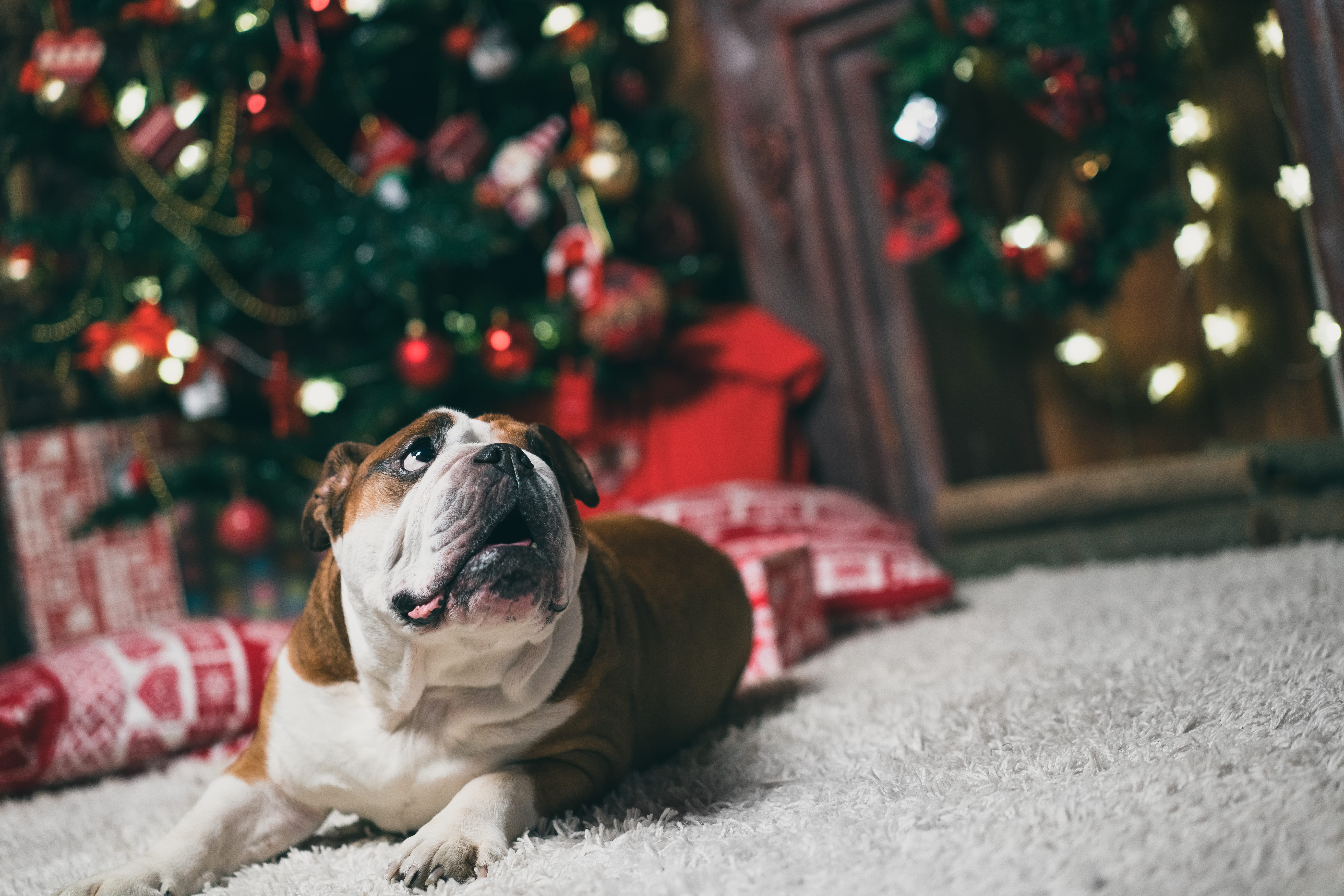 bulldog at the Christmas tree