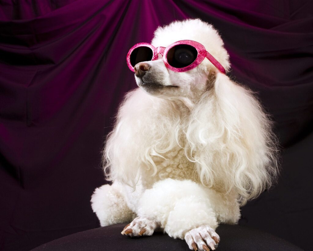 Lifestyles Of The Most Rich And Famous Pets Schertz Animal Hospital