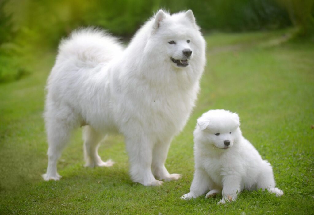 Breed All About It Dog Breed Health Issues To Know About Breed All About It Dog Breed Health Issues To Know About