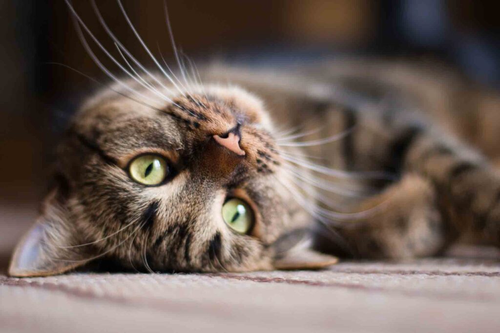 Fact Or Fiction Whisker Fatigue In Cats