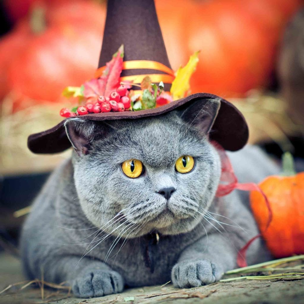 Cats in Costume? What to Know Before You Dress Up Your Cat