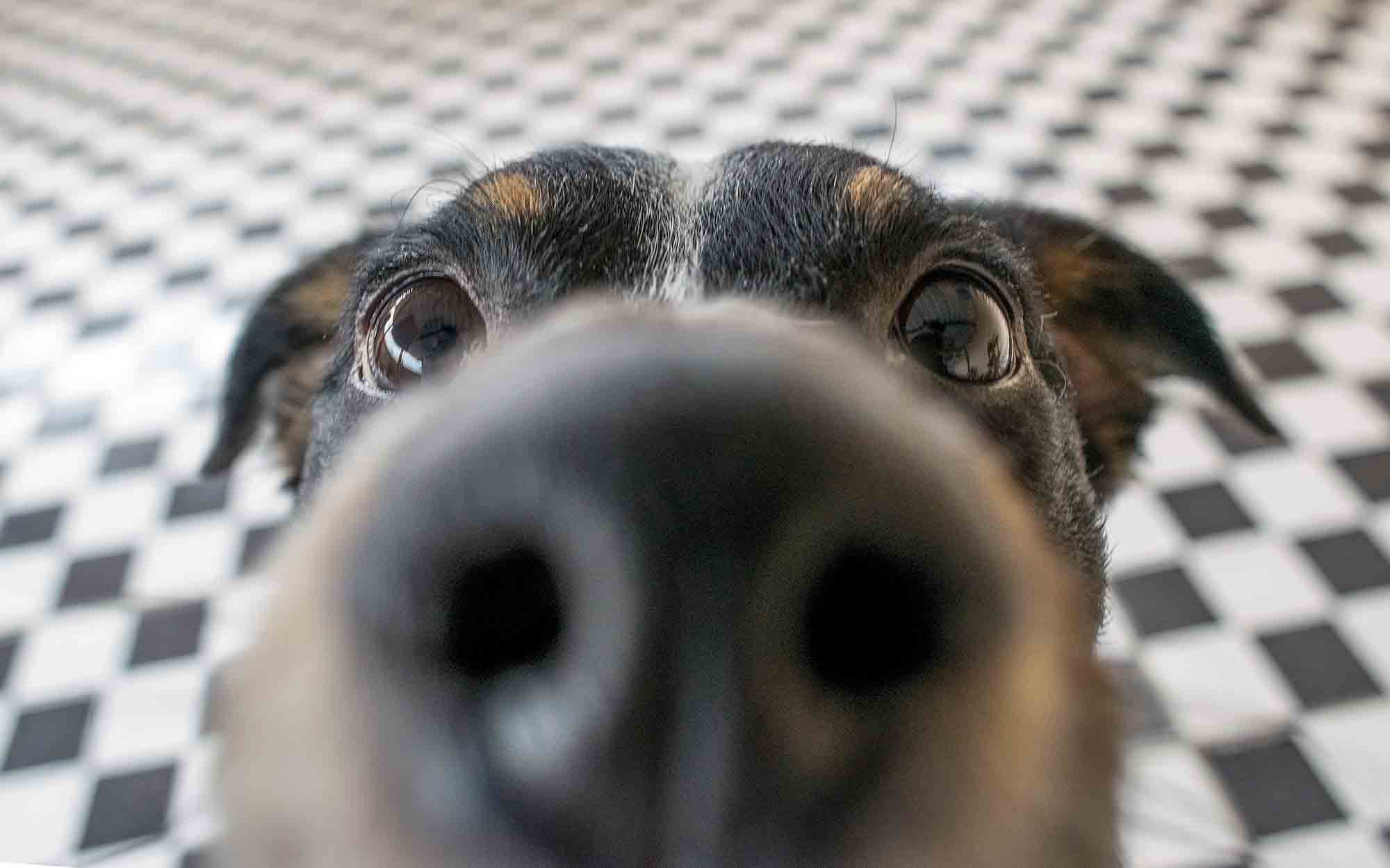 An Embarrassing Truth: Why Do Dogs Sniff Crotches?