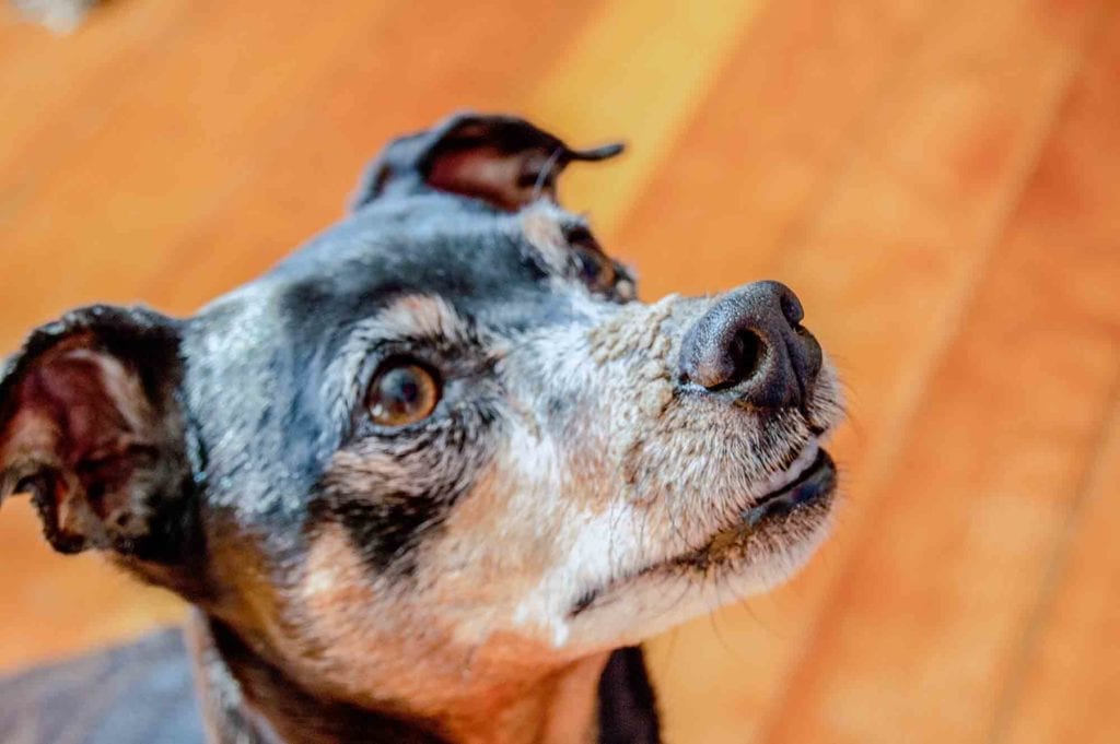Senior pet health is perhaps the most important phase of veterinary care for pets.