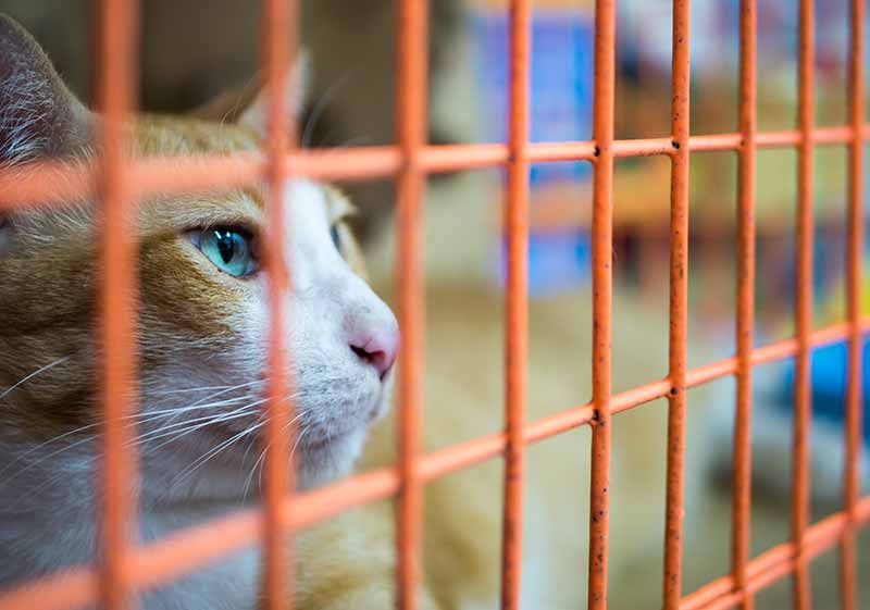 Orange and white cat in bright orange cage