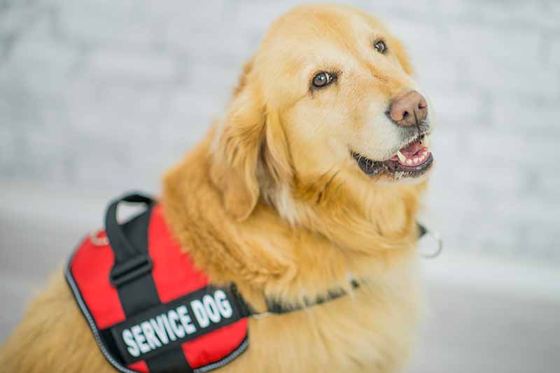 Service dog stereotypes can damage the important work they do for the people that need them.