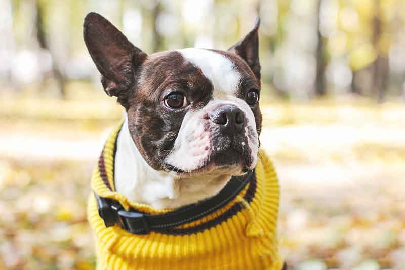 Fall pet safety is part of autumn outdoor fun with pets and pet exercise in the fall
