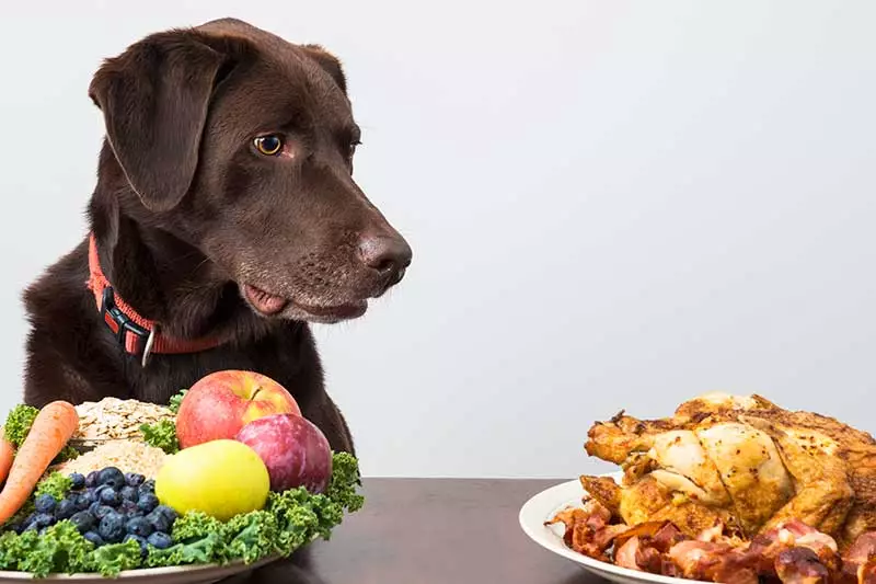 It's not healthy for dogs to go vegan. Dogs are omnivores.