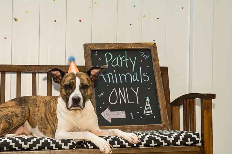 Throwing a birthday party for your pet is a great way to celebrate pet adoption