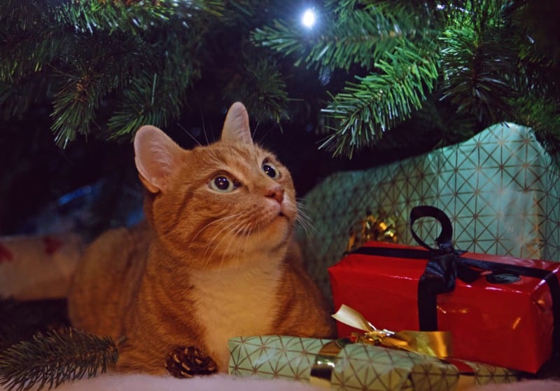 Cats versus Christmas trees is a matter of holiday pet safety
