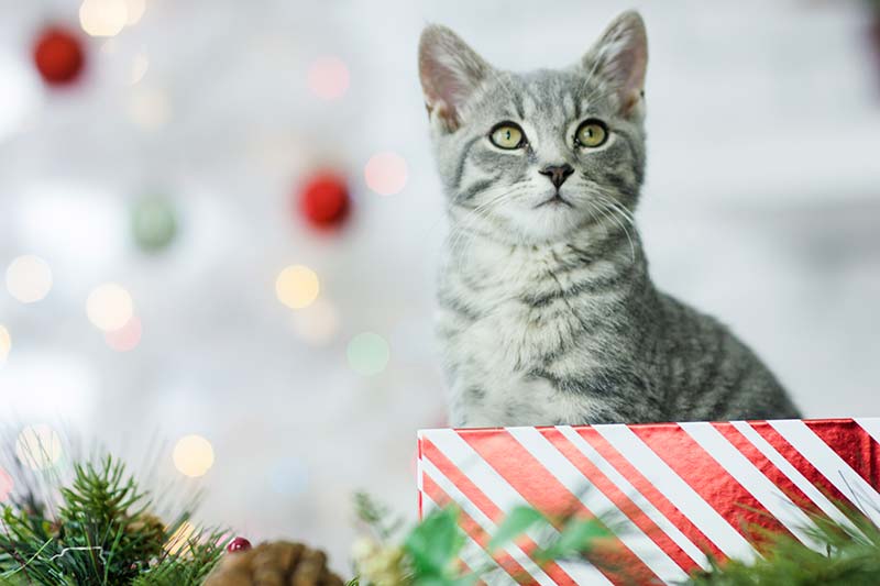Gifts for cat lovers can include veterinary care for cats