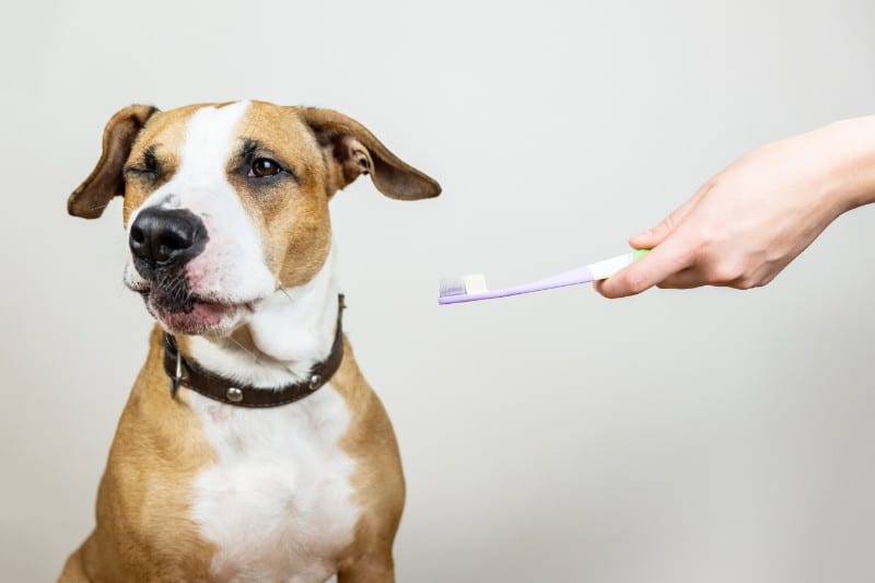 Yes, dogs get cavities; monitor pet dental health!