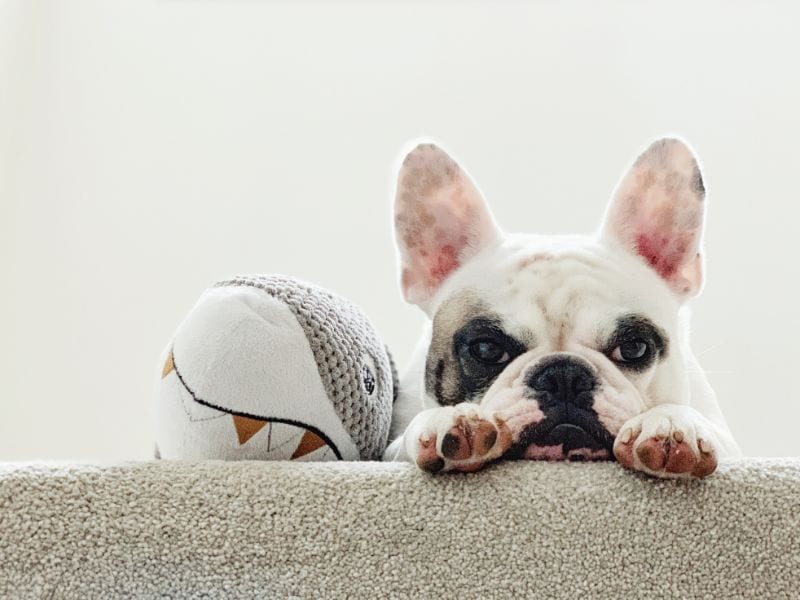 Are There Truly Safe Pet Toys On the Market? | Schertz Animal Hospital