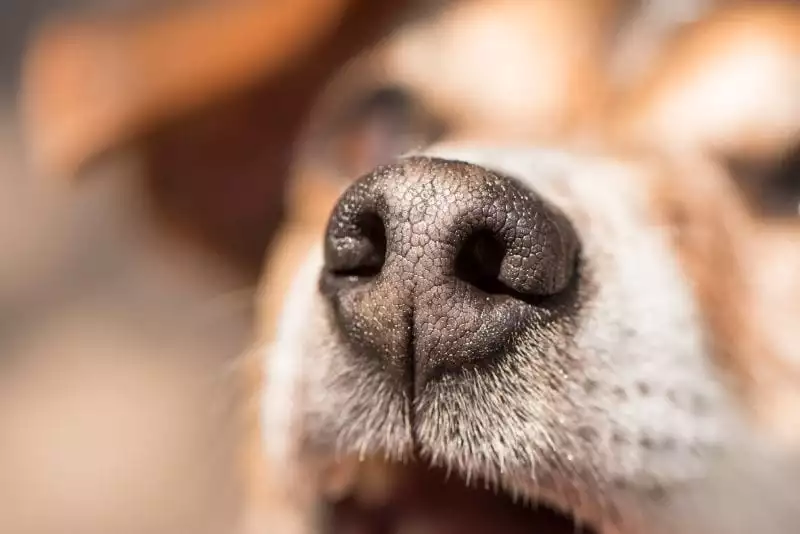 Dog Nose Slits: What do They do? | Schertz Animal Hospital