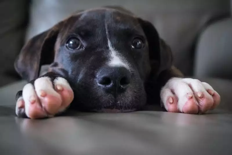 An adorable puppy with its paws outstretched on a sofa looks at the camera