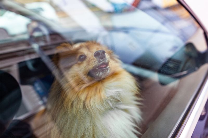 A floofy dog locked inside a car with the windows up