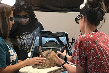 Cat and Dog Laser Therapy in Schertz