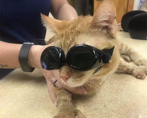 Cat and Dog Laser Therapy in Schertz, TX