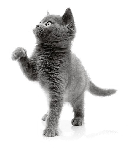 Spay and Neuter Surgery in Schertz: Kitten Lifting Paw