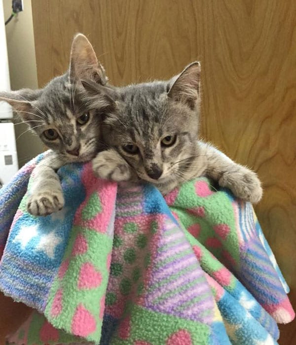 Pet Oncology & Cancer Treatment in Schertz: Kittens Wrapped In Blanket