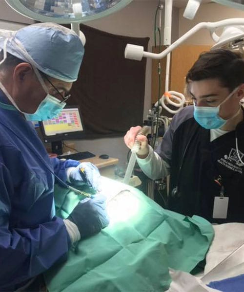 Pet Surgery in Schertz: Veterinarians Operate On Patient