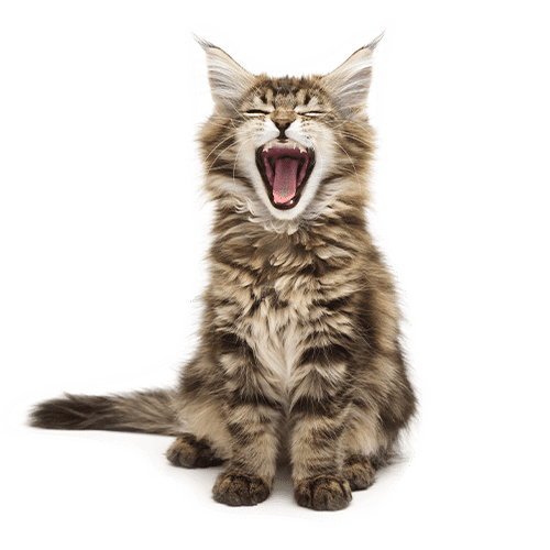 Cat and Dog Dental Care in Schertz, TX: Kitten Yawning