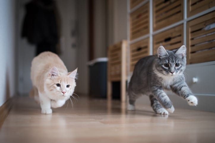 cats running in a hallway seguin, tx