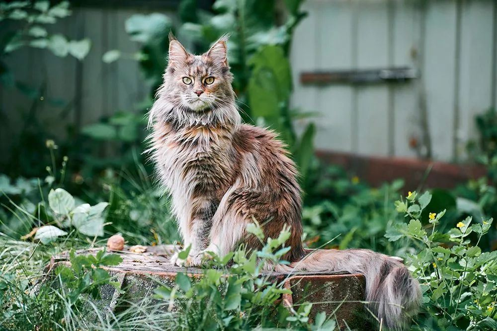 Are Maine Coon Cats Good With Dogs