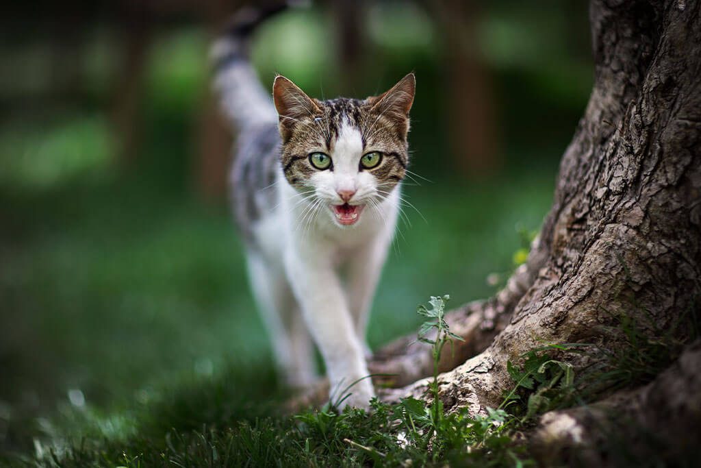 Cats meowing very loudly ( Very Angry Cats ) 