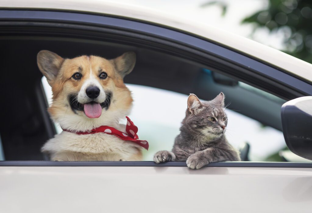 traveling in the car with cats and dogs