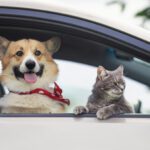 traveling in the car with cats and dogs