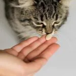 owner-giving-medicine-to-cat
