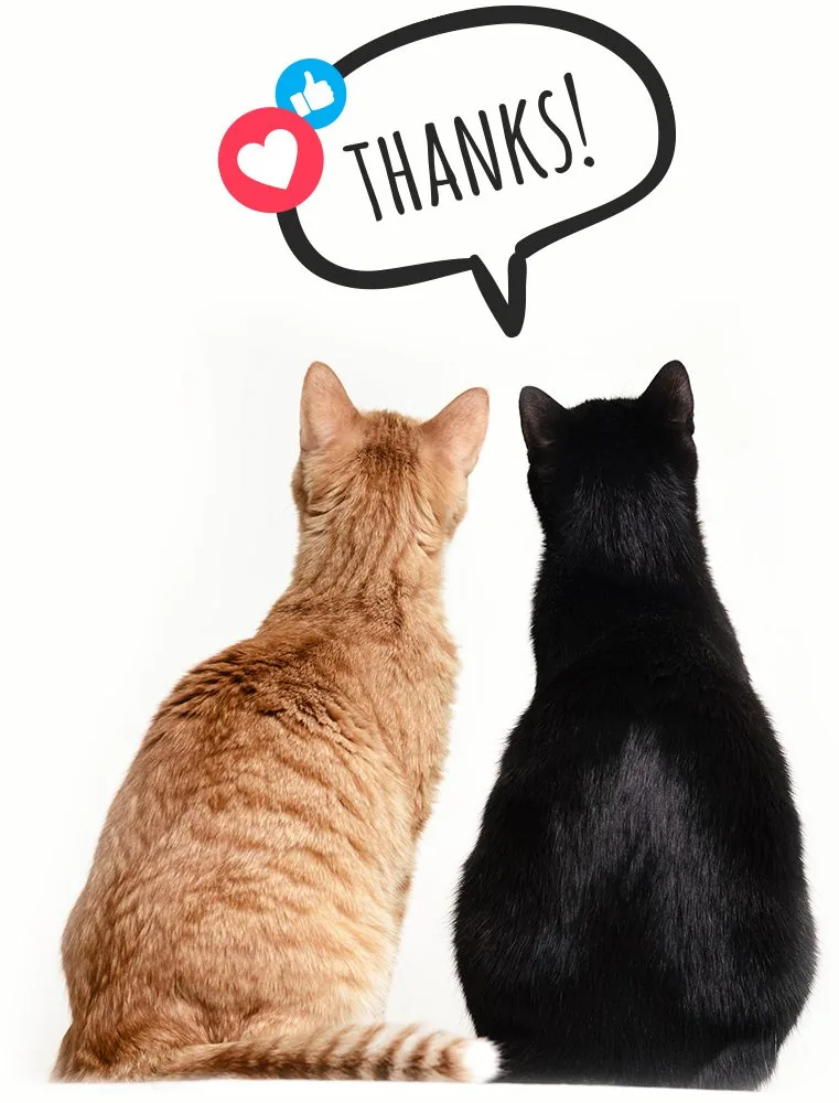 Cats Saying Thanks2