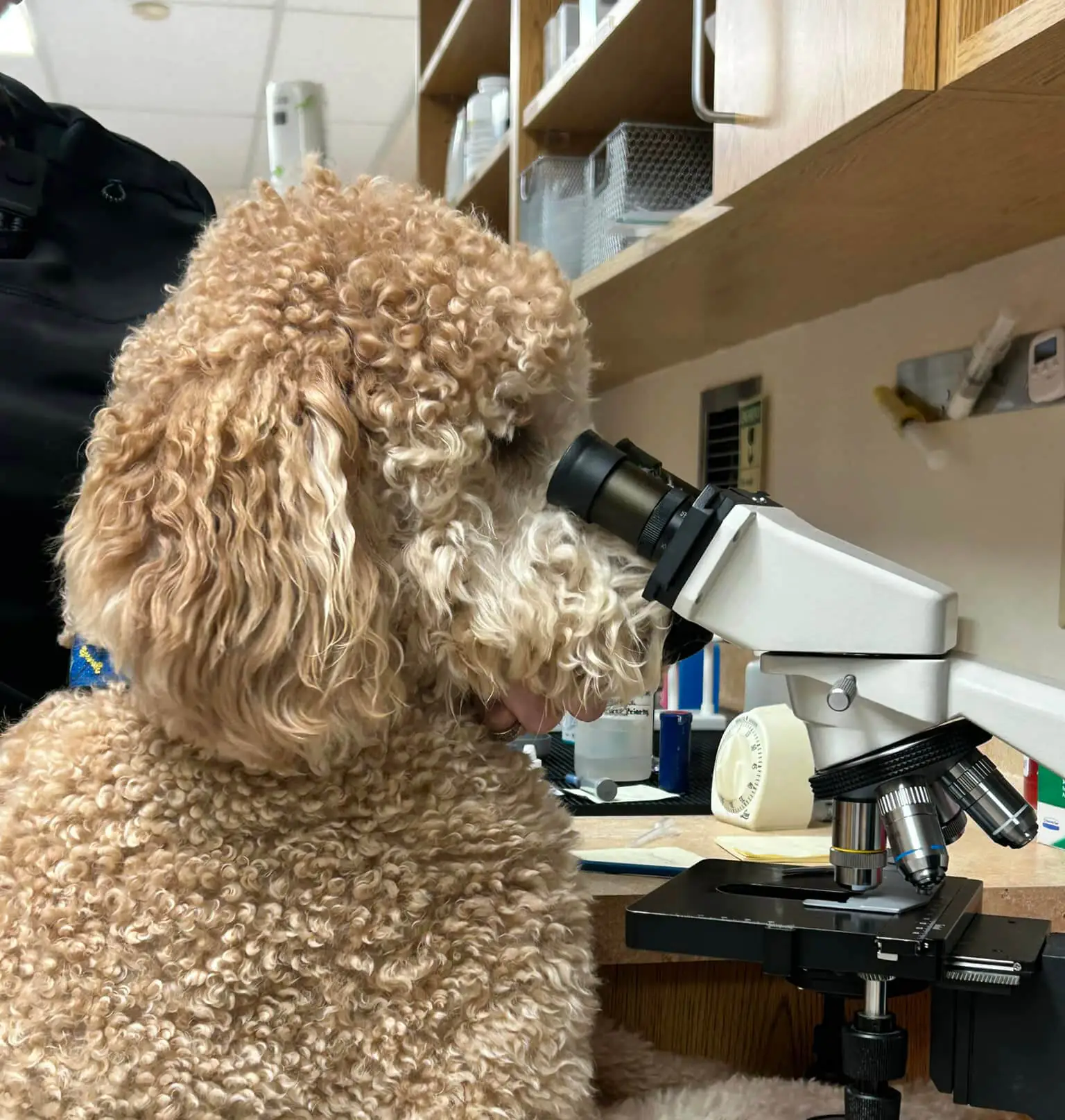 Fluffy Dog Looking In Microscope