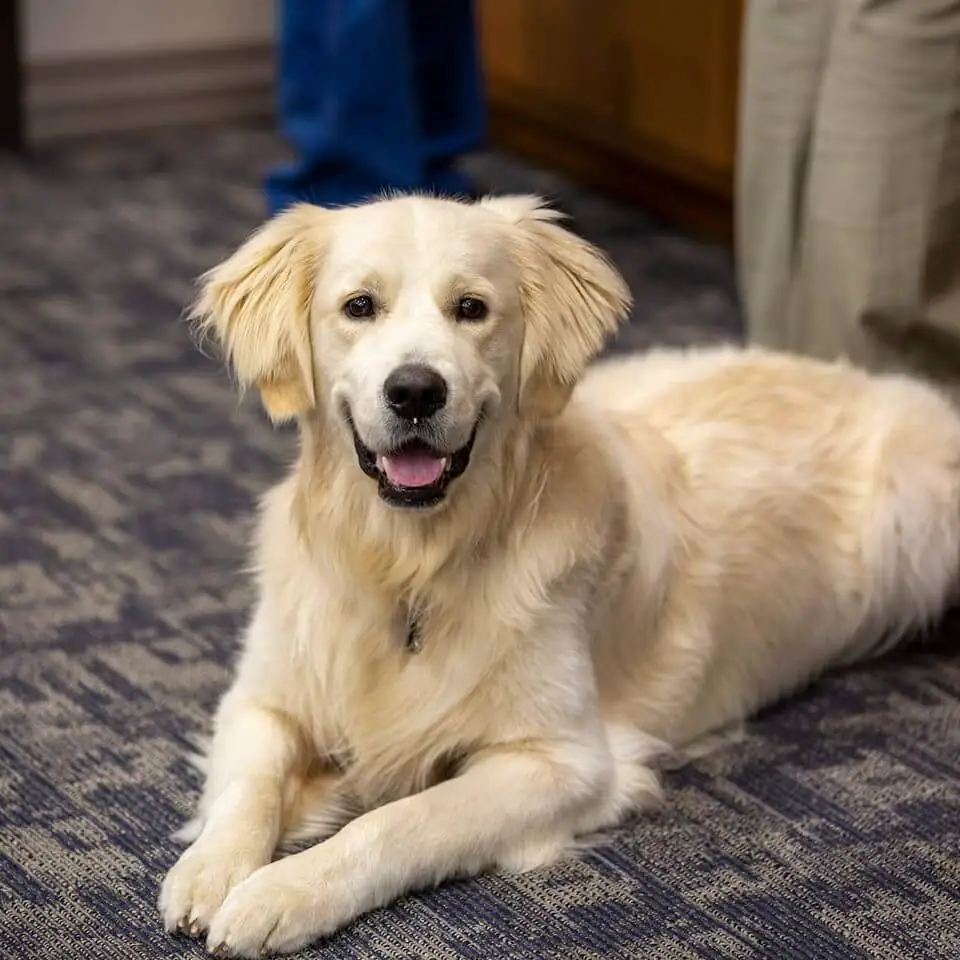 Happy Golden Retriever Sitting