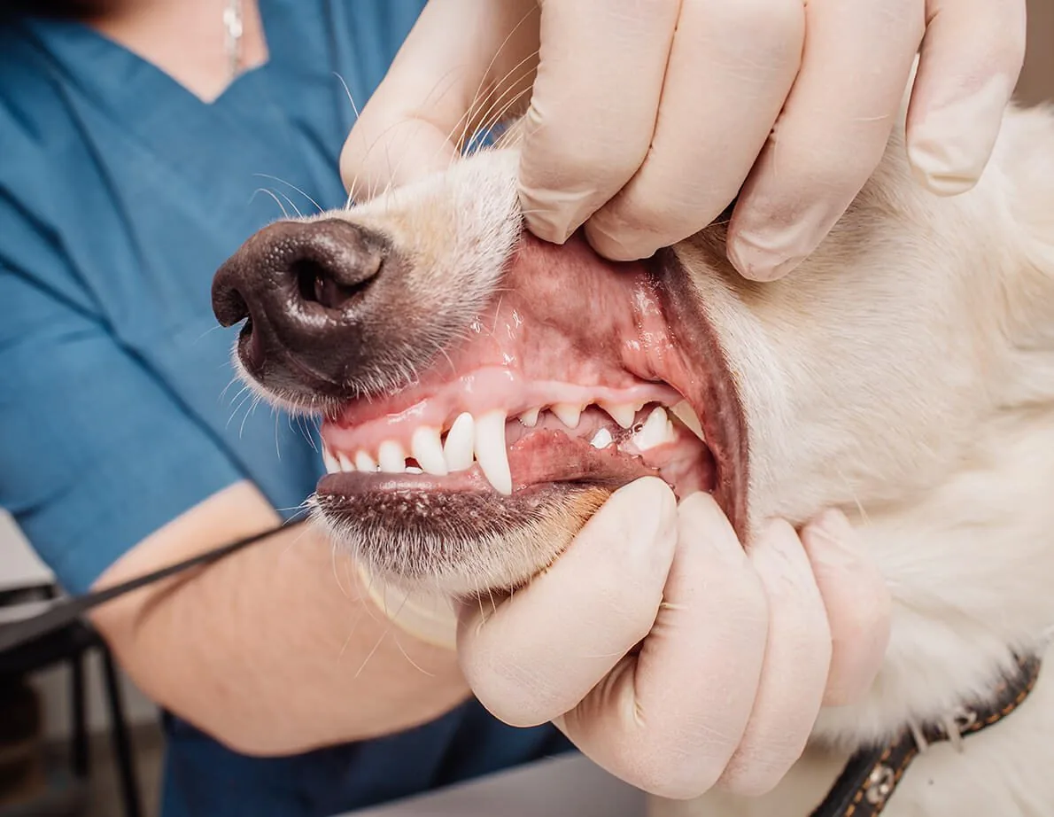 Pet Dental Care