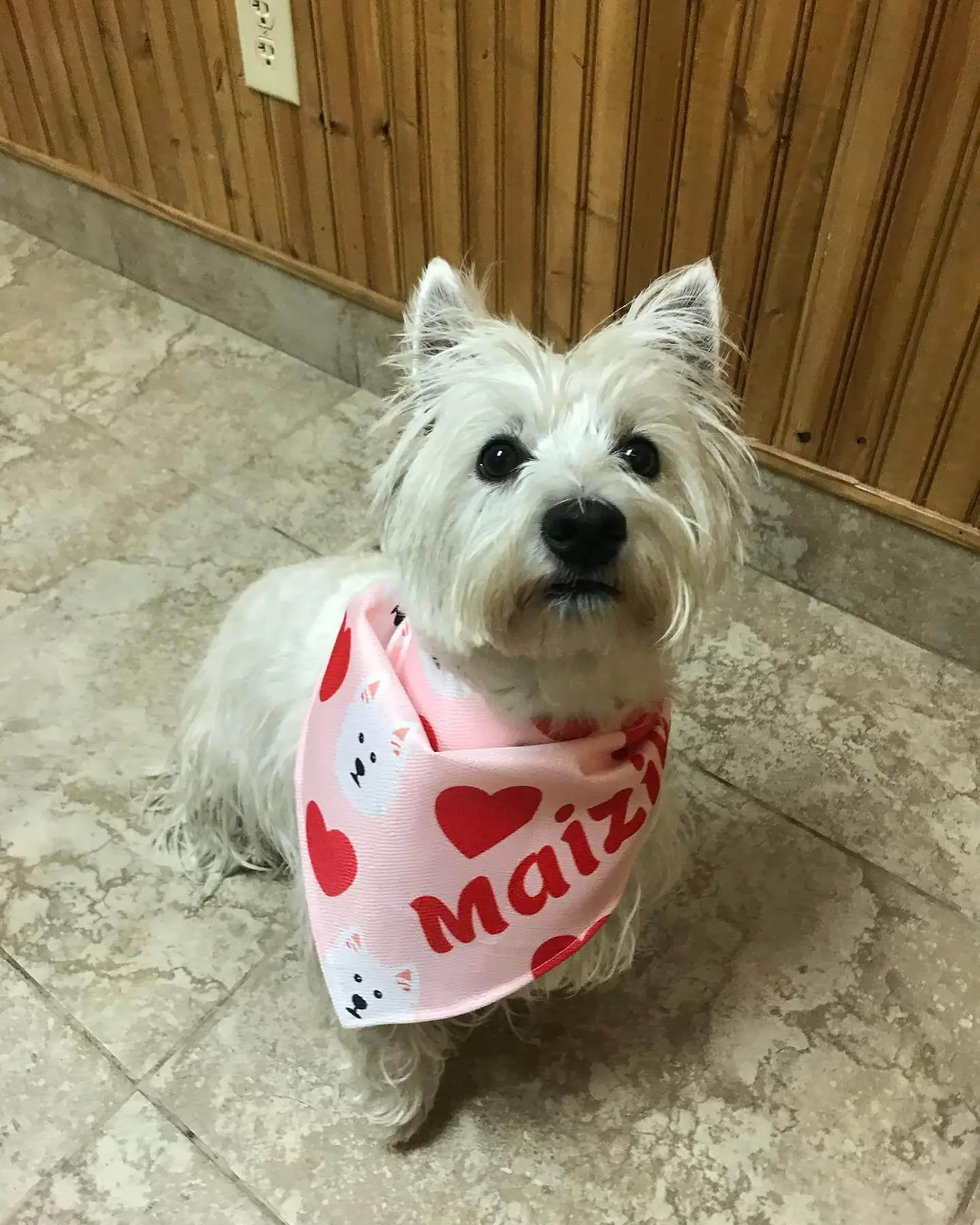 White Fluffy Dog In Bandana