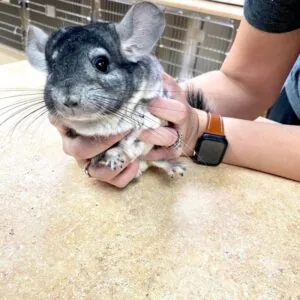 Chinchilla