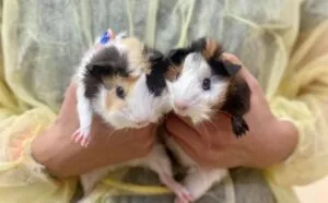 Guinea Pigs