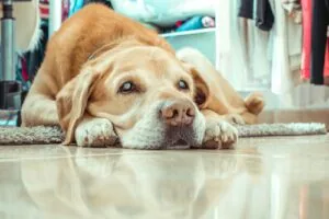 older-blind-dog-laying-on-the-floor-of-a-closet
