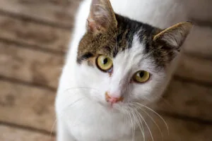 brown-and-white-cat-looking-up-at-the-camera