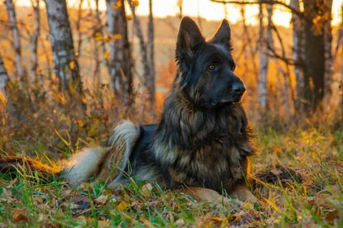 mixed-breed-dog-laying-on-the-grass-in-forest-at-sunset