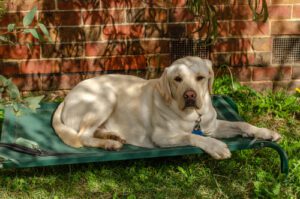 yellow-labrador-retriever-dog-laying-on-outdoor-bed-in-the-shade