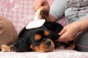 woman-brushing-black-and-brown-Cavalier-King-Charles-Spaniel-while-it-lays-on-the-couch