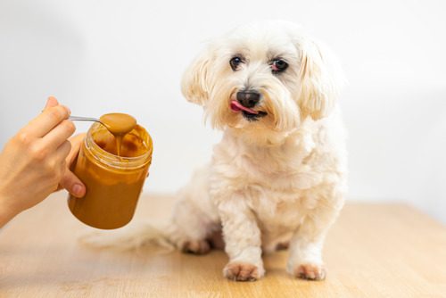 pet owner scooping peanut butter out of a jar with a spoon getting ready to feed it to Maltese bichon dog