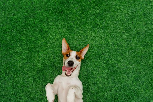 happy jack russell terrier laying in green grass with its tongue hanging out of its mouth