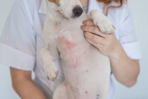 pet owner holding jack russell terrier dog with dermatitis on its stomach